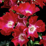 Саджанець троянди Дортмунд