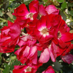 Саджанець троянди Дортмунд