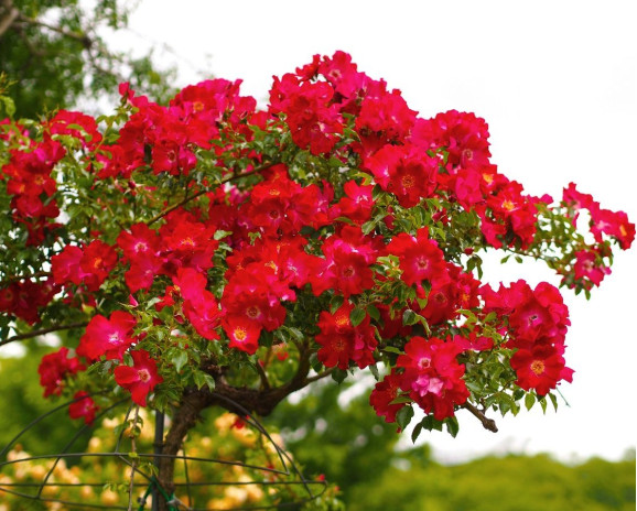 Саджанець троянди Дортмунд