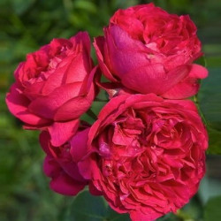 Саджанець троянди Ерік Таберлі