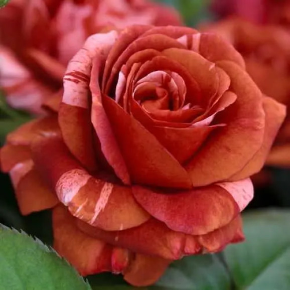 Саджанець троянди Брауні