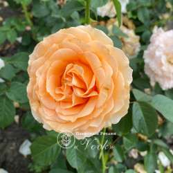 Саженцы розы Полька 91