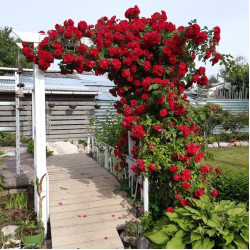 Саженцы розы Симпатия