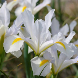 Цибулини ірису Hollandica White Van Vliet