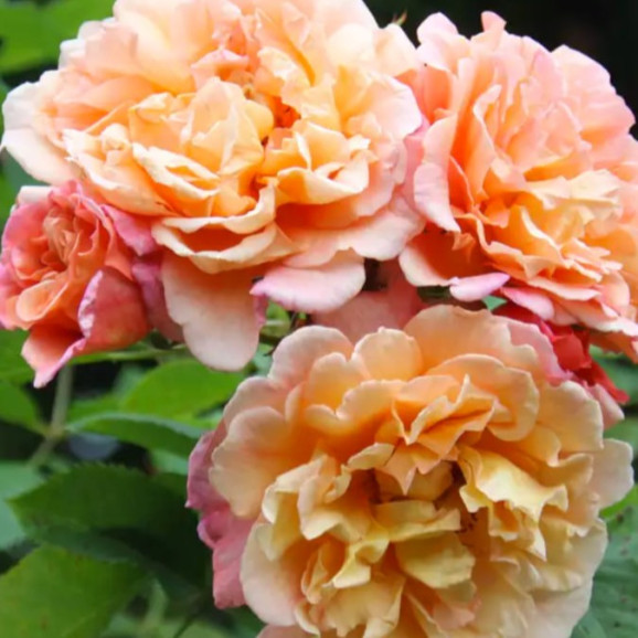 Саджанець троянди Алоха