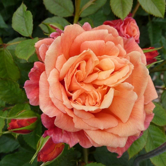 Саджанець троянди Алоха