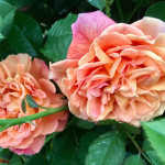 Саджанець троянди Алоха