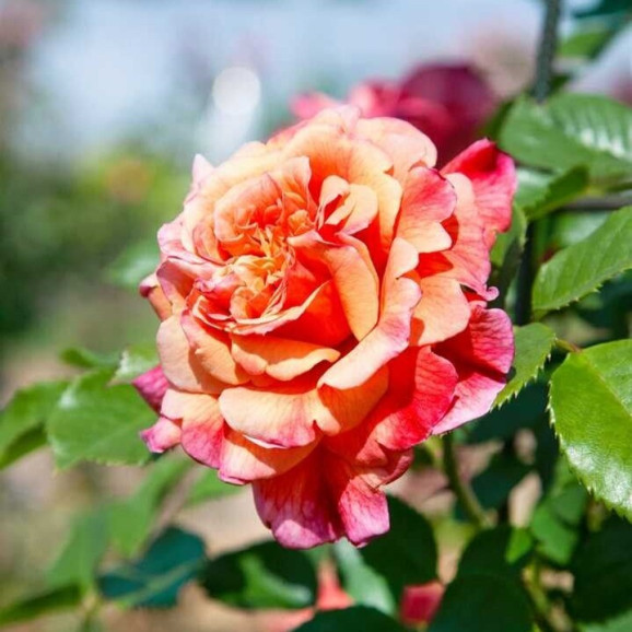 Саджанець троянди Алоха