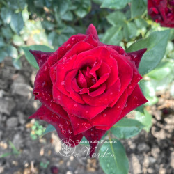 Саженцы розы Блек Баккара