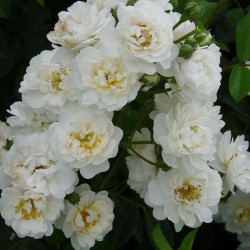 Саджанець троянди Гірлянд де Амур