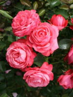 Саджанець троянди Розанна