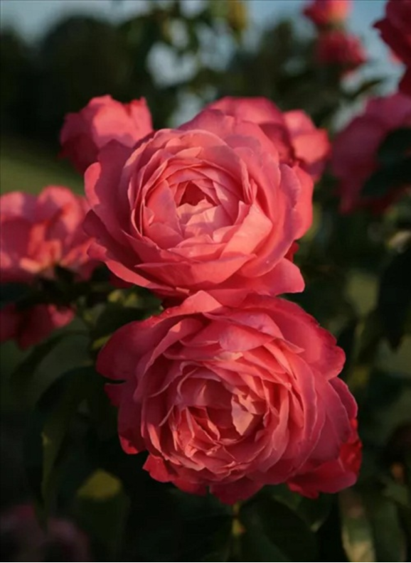 Саджанець троянди Розанна