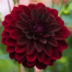 Бульби жоржини Arabian Night