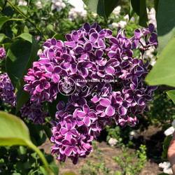 Саджанці бузку Сенсація