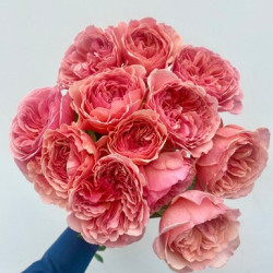 Саджанці троянди Каоліказалі