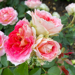 Саджанці троянди Цезар