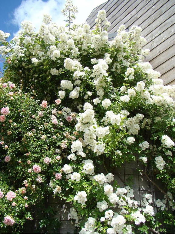 Саджанець троянди Гірлянд де Амур