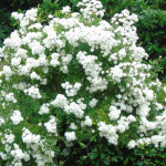 Саджанець троянди Гірлянд де Амур