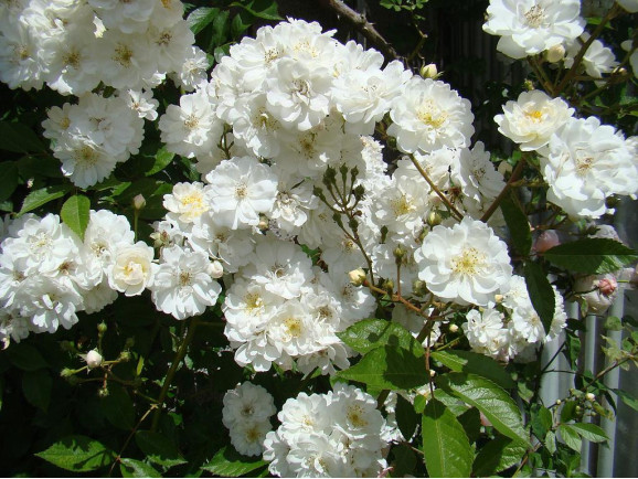 Саджанець троянди Гірлянд де Амур