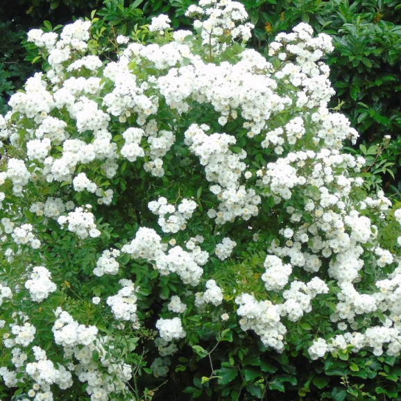 Саджанець троянди Гірлянд де Амур