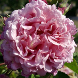 Саджанці троянди Б'єнвеню