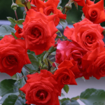 Саджанець троянди Майнтауер