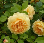 Саджанець троянди Тізінг Джорджія