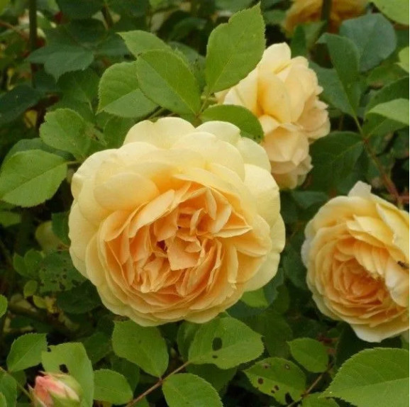 Саджанець троянди Тізінг Джорджія