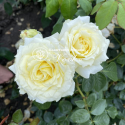 Саджанці троянди Ельф