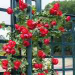 Саджанець троянди Ерік Таберлі