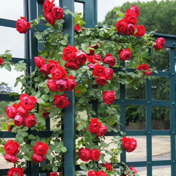 Саджанець троянди Ерік Таберлі