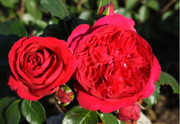 Саджанець троянди Ерік Таберлі