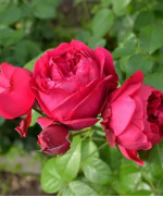 Саджанець троянди Ерік Таберлі