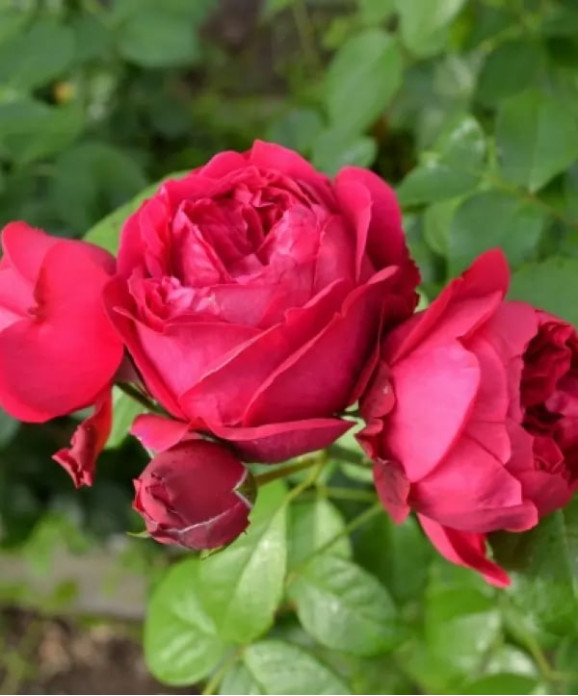 Саджанець троянди Ерік Таберлі