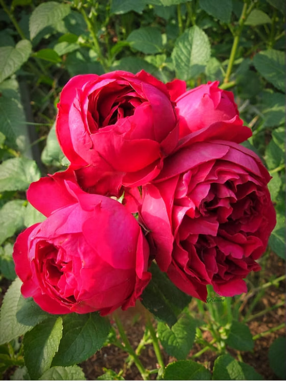 Саджанець троянди Ерік Таберлі