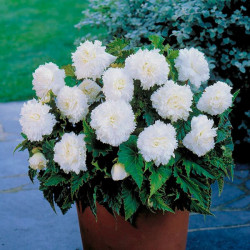 Бульби бегонії Fimbriata White