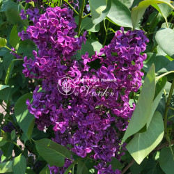 Саженцы сирени Богдан Хмельницкий