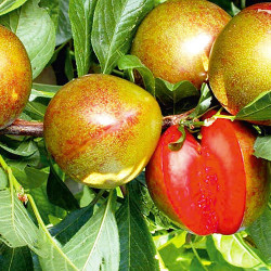 Саженцы сливы Топенд Плюс