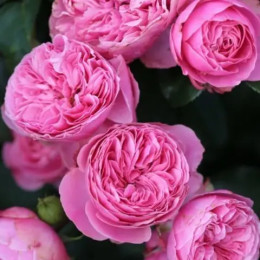 Саджанець троянди Мері Роуз