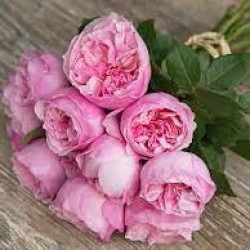 Саженцы розы Кери 