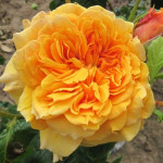 Саджанець троянди Лея Туту