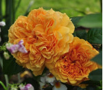 Саджанець троянди Лея Туту