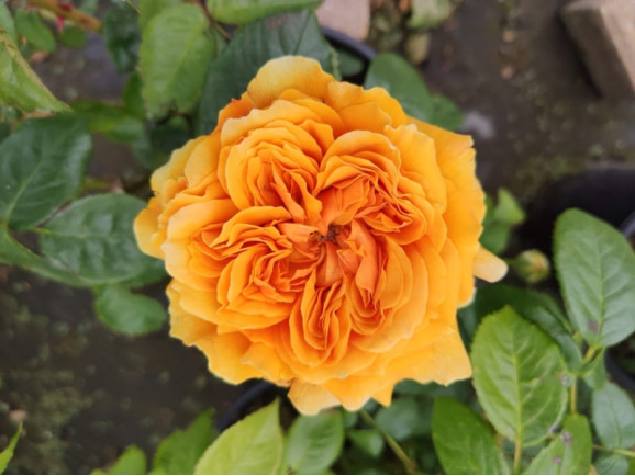 Саджанець троянди Лея Туту