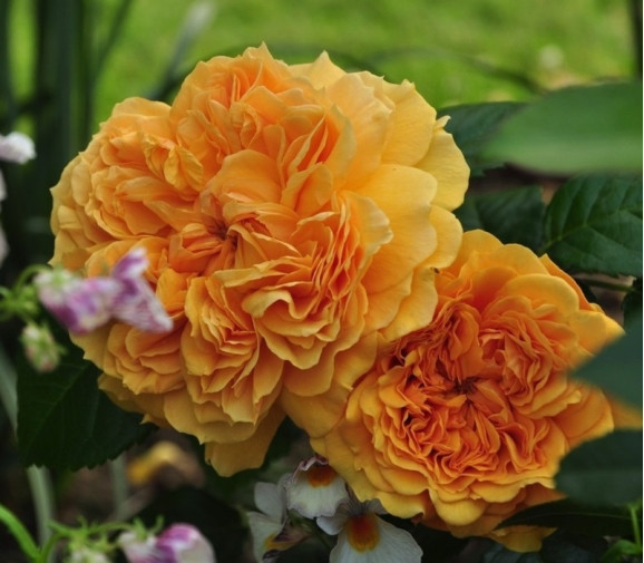 Саджанець троянди Лея Туту