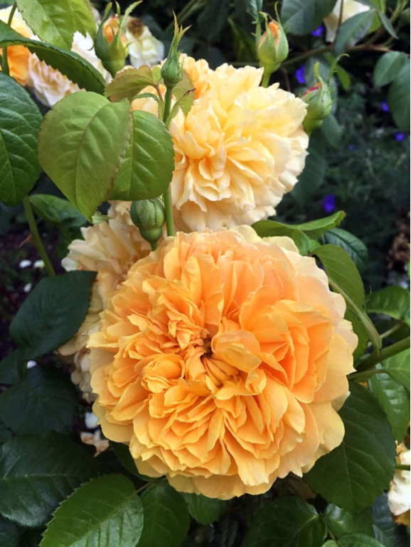 Саджанець троянди Лея Туту