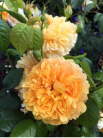 Саджанець троянди Лея Туту