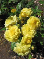 Саженцы розы Ани Дюпрей