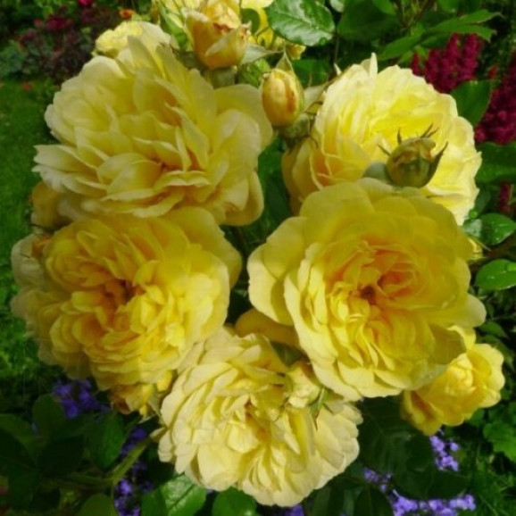 Саджанець троянди Ані Дюпрей