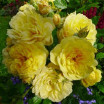 Саженцы розы Ани Дюпрей