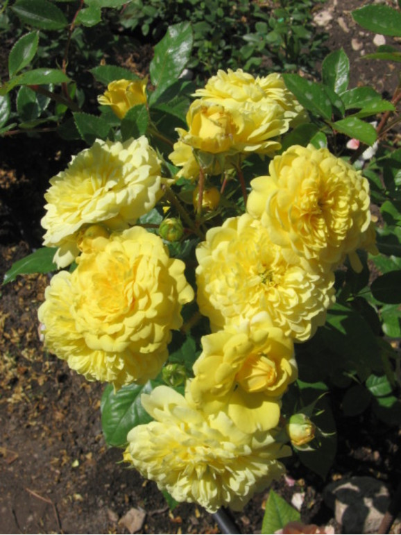 Саджанець троянди Ані Дюпрей